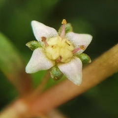 Crassula helmsii