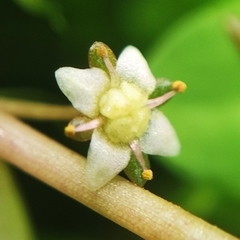 Crassula helmsii