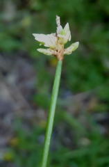 Isolepis cernua cernua
