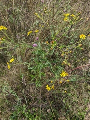 Jacobaea grandidentata