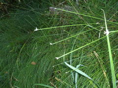 Isolepis cernua cernua