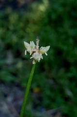 Isolepis cernua cernua