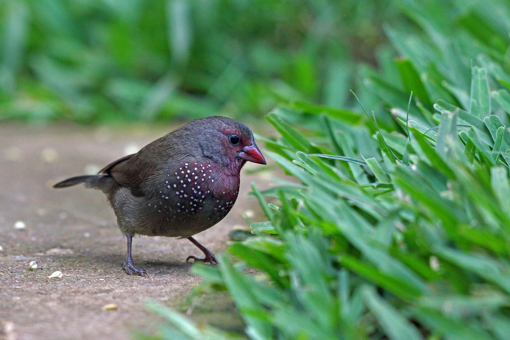 Brown Firefinch photo