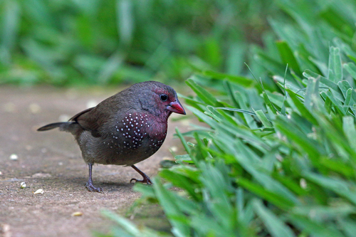 Brown Firefinch