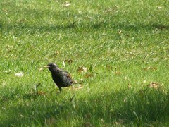 Sturnus vulgaris