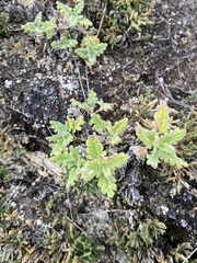 Dracocephalum pinnatum