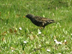 Sturnus vulgaris