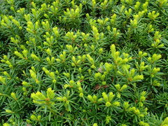 Taxus baccata