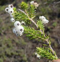 Erica glomiflora glomiflora