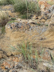 Leymus chinensis