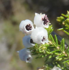 Erica glomiflora glomiflora