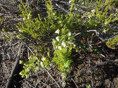 Erica glomiflora glomiflora