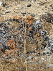Leymus chinensis