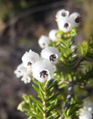 Erica glomiflora glomiflora