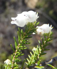 Erica glomiflora glomiflora