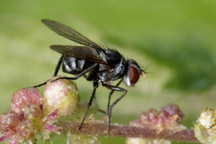 Microsoma exiguum