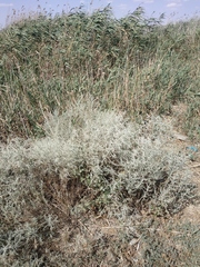 Artemisia taurica