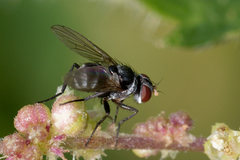Microsoma exiguum