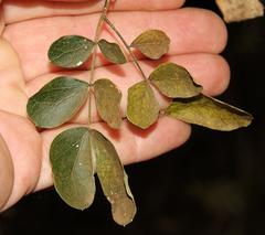 Albizia anthelmintica