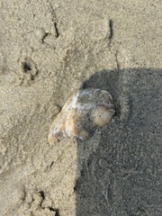 Crepidula onyx