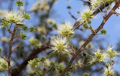 Albizia anthelmintica