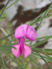 Indigofera filifolia