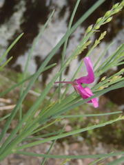 Indigofera filifolia