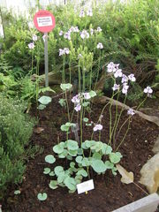 Utricularia reniformis