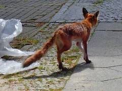 Vulpes vulpes