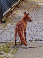 Vulpes vulpes