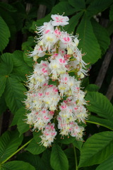 Aesculus