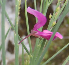 Indigofera filifolia