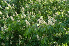 Aesculus