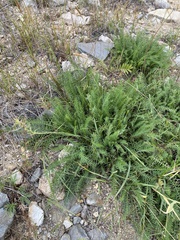 Oxytropis muricata