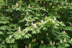 Aesculus