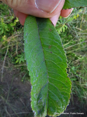 Senecio serratuloides