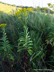 Senecio serratuloides