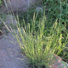 Muhlenbergia alopecuroides