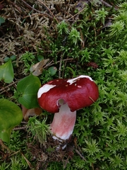 Russula rhodopus