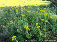 Senecio serratuloides