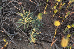 Halocnemum strobilaceum