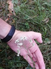 Achillea salicifolia