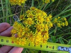 Senecio serratuloides