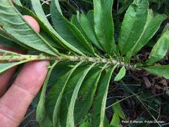 Senecio serratuloides