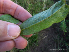 Senecio serratuloides