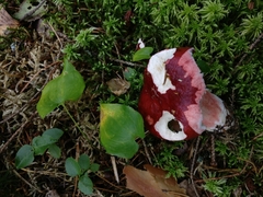 Russula rhodopus