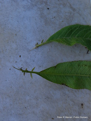 Senecio serratuloides