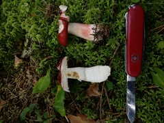 Russula rhodopus