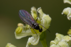 Diptera