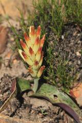 Lachenalia marginata marginata